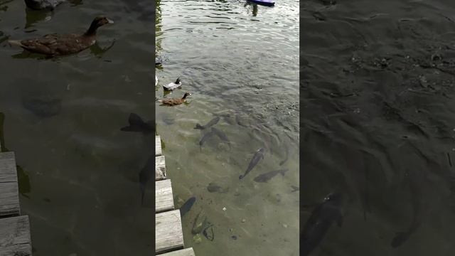 ЭКОПРИРОДА смотреть онлайн