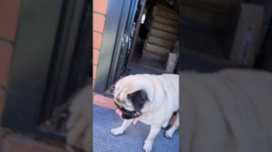 Муха - это маленькая птичка