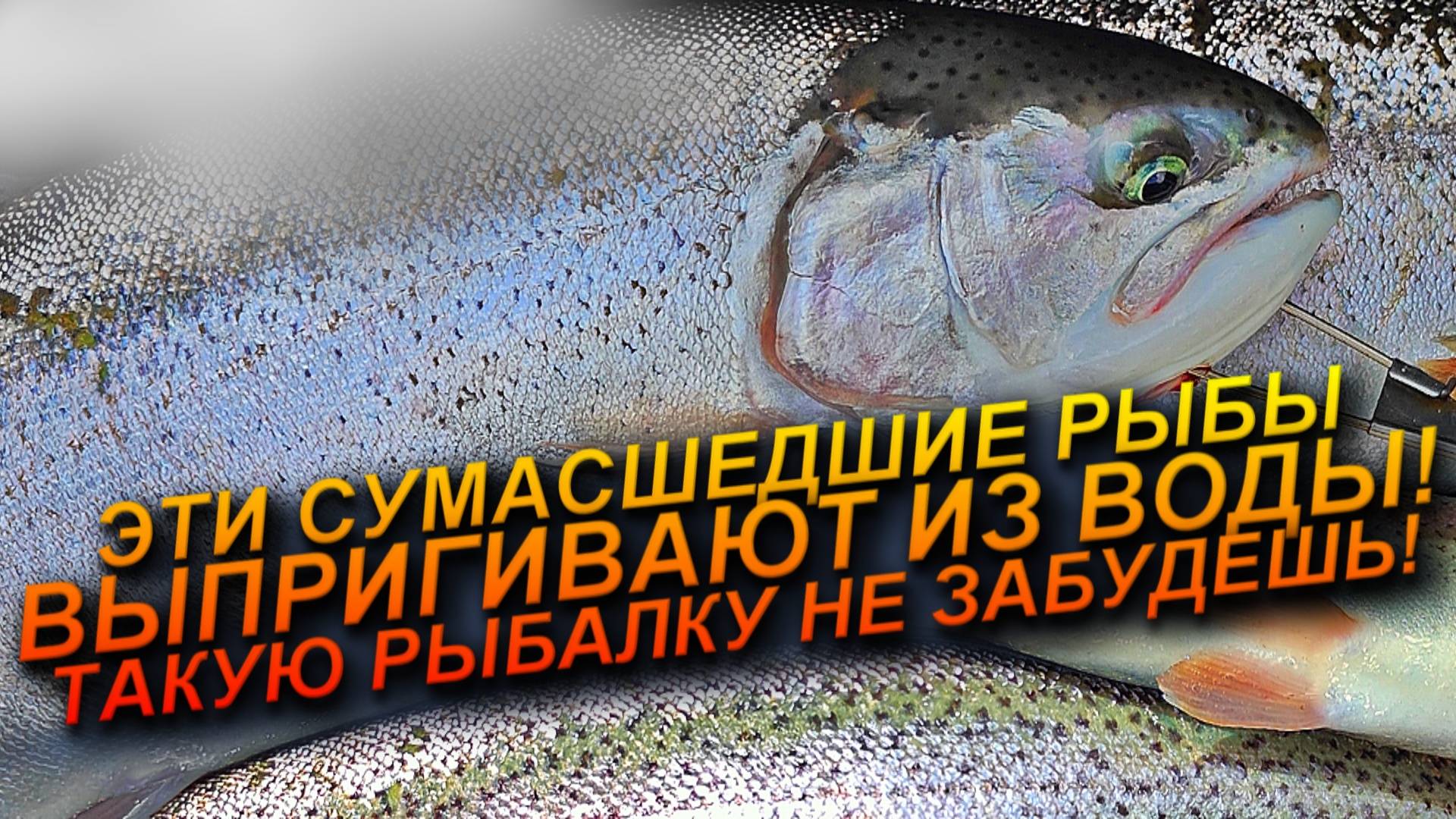 ЭТО МЕЧТА А НЕ РЫБАЛКА! ГРОМНЫЕ РЫБЫ ВЫПРИГИВАЮТ ИЗ ВОДЫ! смотреть онлайн
