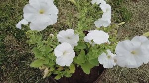 Как пересаживаю петунию, чтобы она цвела пышнее! Мастер-класс от Виктории Радзевской