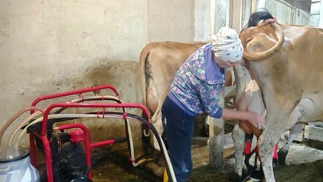 ДОЕНИЕ ДЖЕРСИЙСКИХ КОРОВ смотреть онлайн
