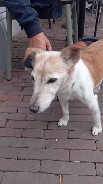 Люси и Зиппи гуляют в Лейдене