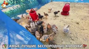 Цыплята и Курочки селяночки лучшие беспородные несушки 🥚 (172)