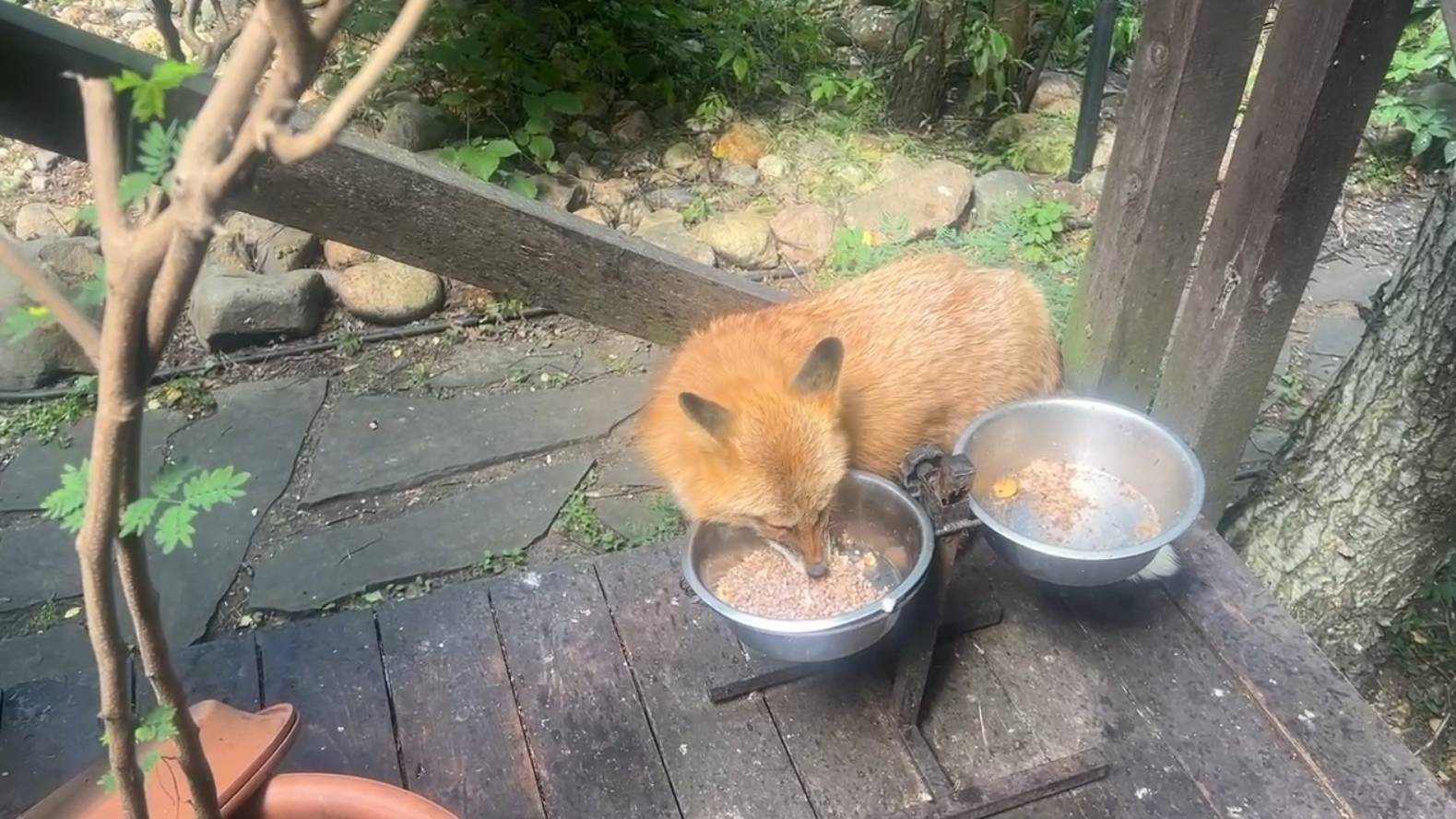 Лиса-Алиса. Лиса пришла за кашей Белого смотреть онлайн