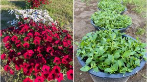 Обрезка петунии Тайдал для пышного цветения.