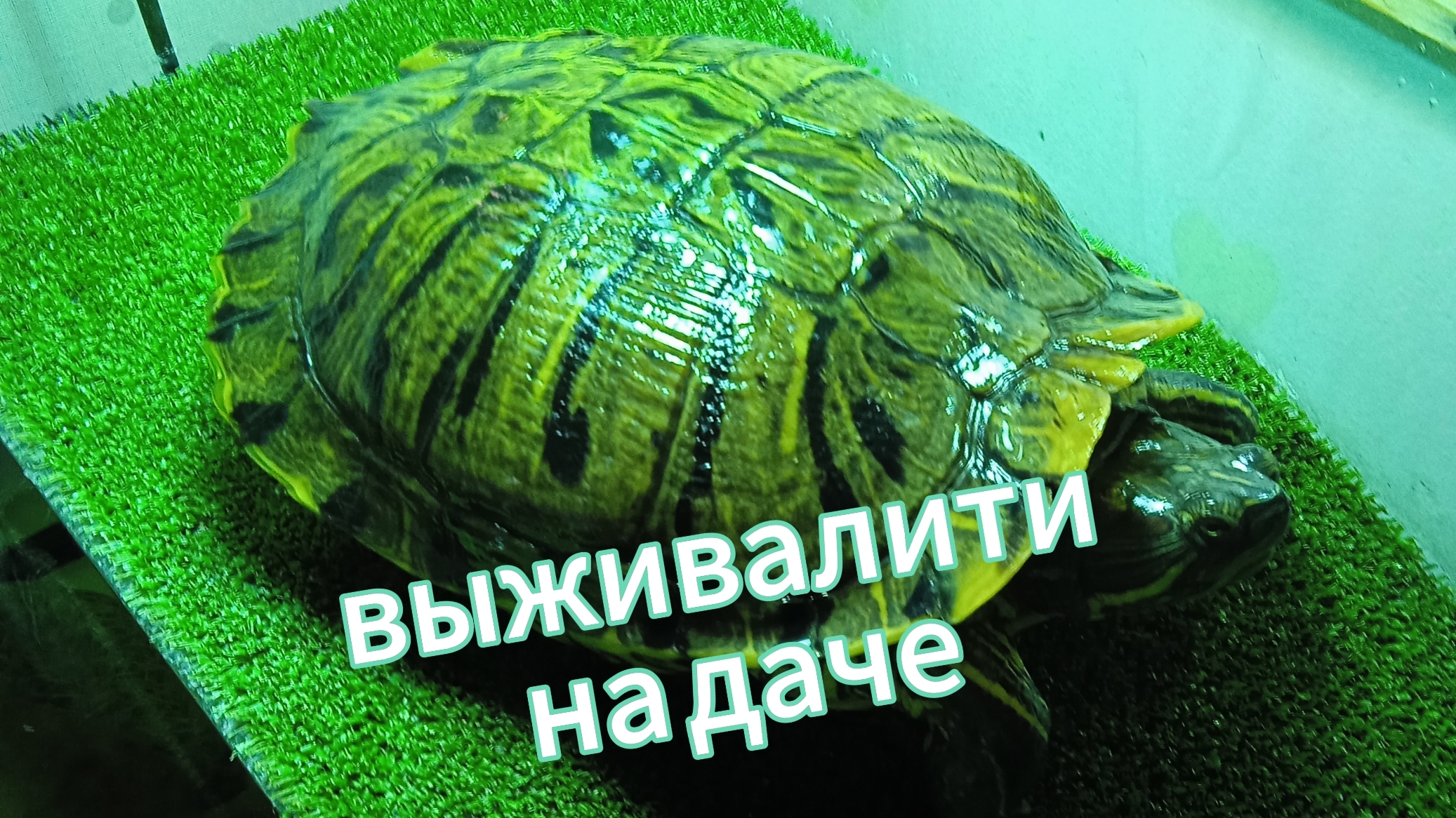 выживалити на даче