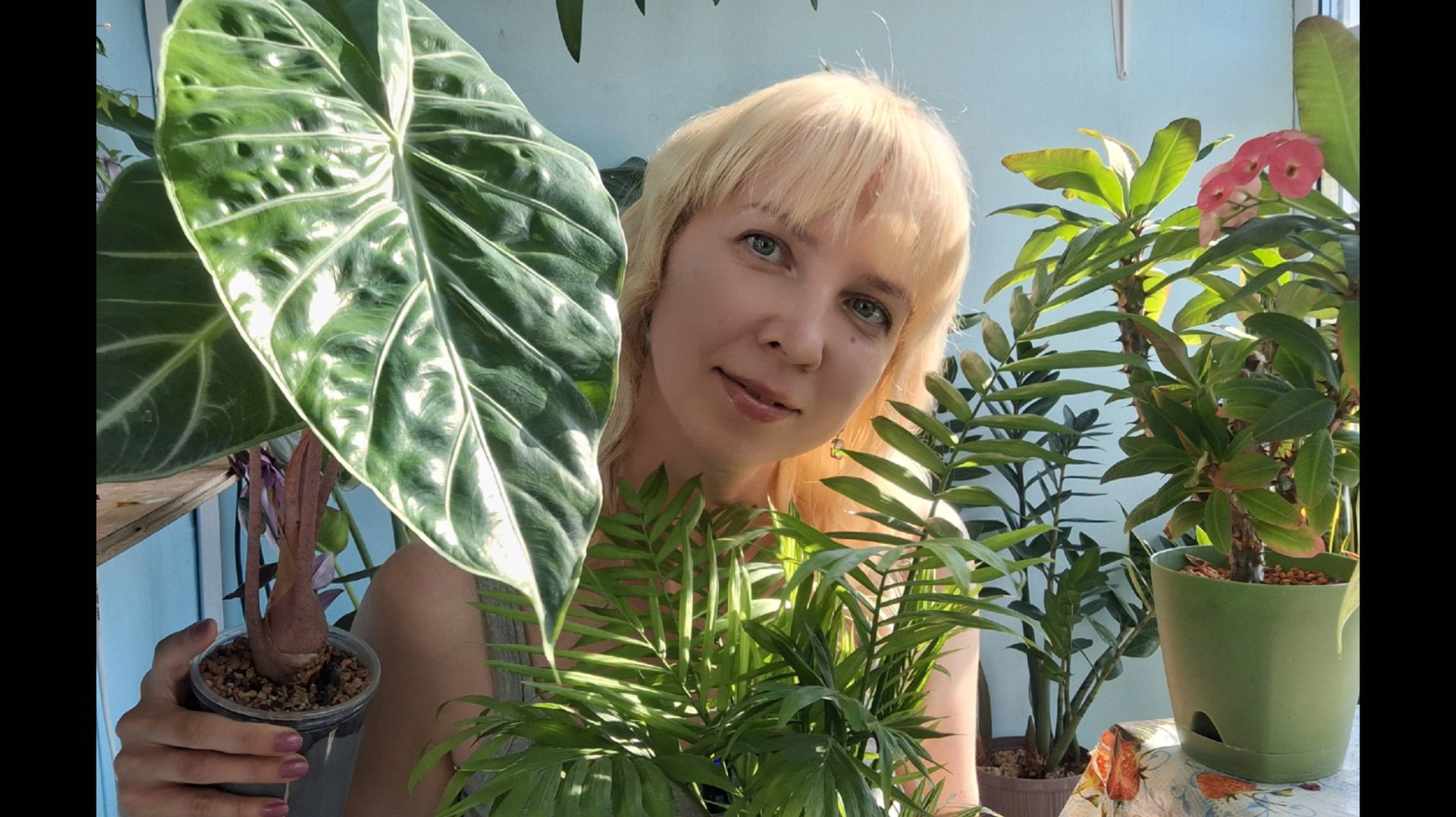 Мои растения: алоказии и хамедорея смотреть онлайн