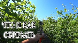 ЛЕТНЯЯ ЗЕЛЕНАЯ ОБРЕЗКА НА ВИНОГРАДНИКЕ