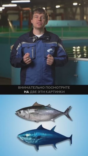 Самые дорогие рыбы в мире. 🎣
Некоторые стоят как картины Леонардо да Винчи 
#узв #разведениерыбы