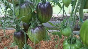 обрезка,подкормка и обзор томатов на 09.07.2025