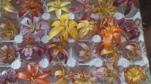 Мартагоны2-2025. Цветение сеянцев и сортов