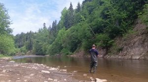 Рыбалка удалась. Поймал симу. Вишневый лосось