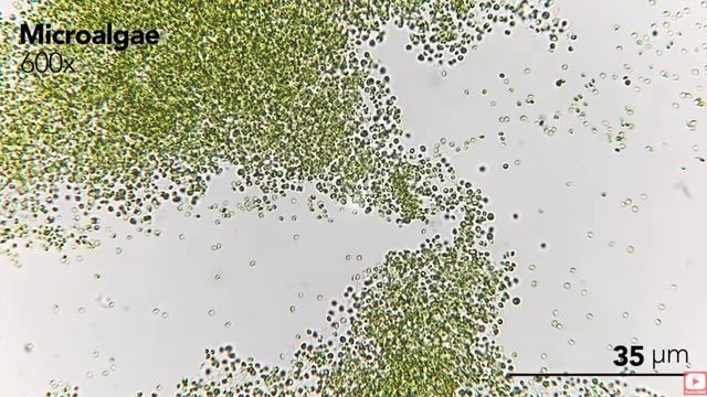 ScreenRecorderProject1_1 смотреть онлайн