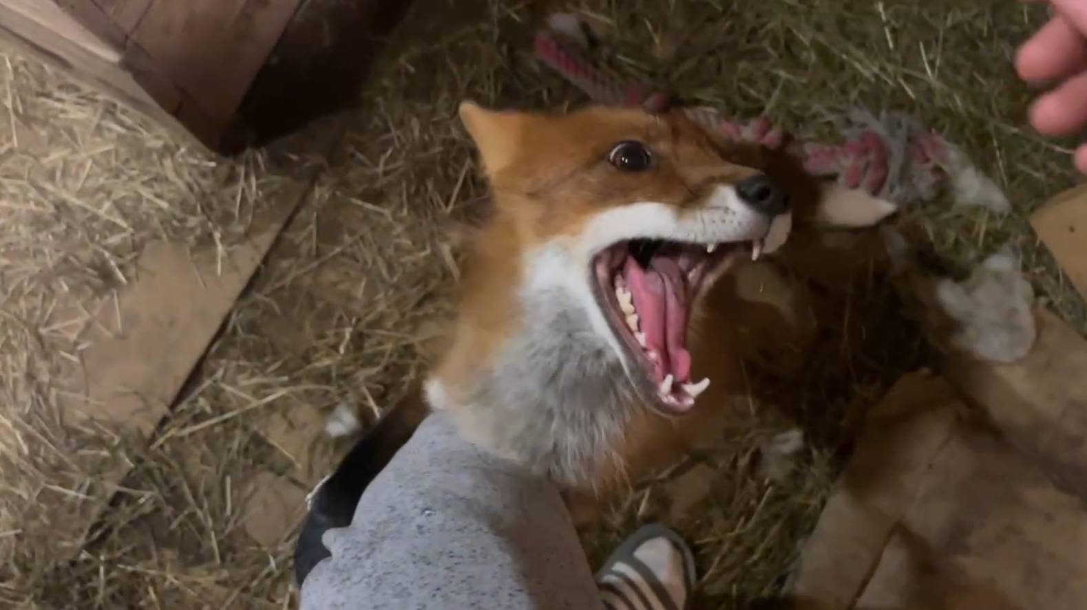 Лиса-Алиса. Лис Игнис разыгрался вечером смотреть онлайн