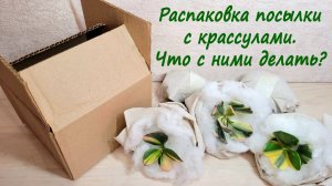 Распаковка посылки с крассулами. Что с ними делать?
