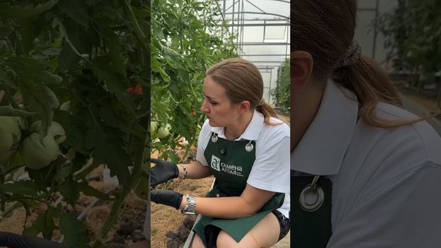 ТОМАТ СЕМЕН БЕЗГОЛОВЫЙ смотреть онлайн