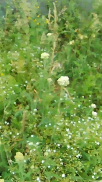 Мелкие белые цветочки смотреть онлайн