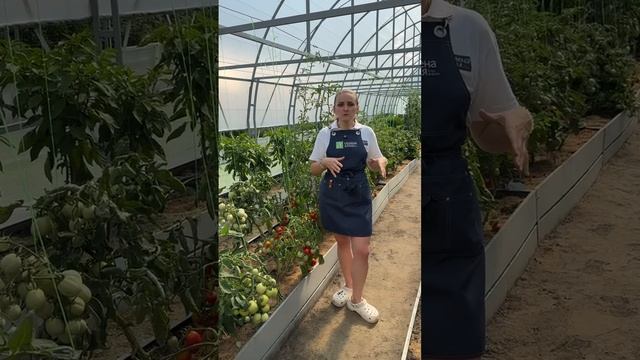 ВЕРШИННАЯ ГНИЛЬ НА ТОМАТАХ смотреть онлайн