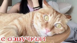 СМЕШНЫЕ КОШКИ НАС УДИВЯТ!🤗 Смешные- видео-ОЗВУЧКА!🤗СМЕШНОЕ -ВИДЕО😍 Наши любимые смешные животные