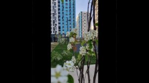 Прибрежный вайб - «Не рвите Сирень»