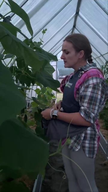 КУДА ДЕВАТЬ УРОЖАЙ ОГУРЦОВ смотреть онлайн