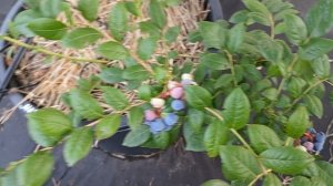 Голубика Титаниум, Хардиблю, Бонифаций, Пелле, Торо и др. 08.07.25 г.