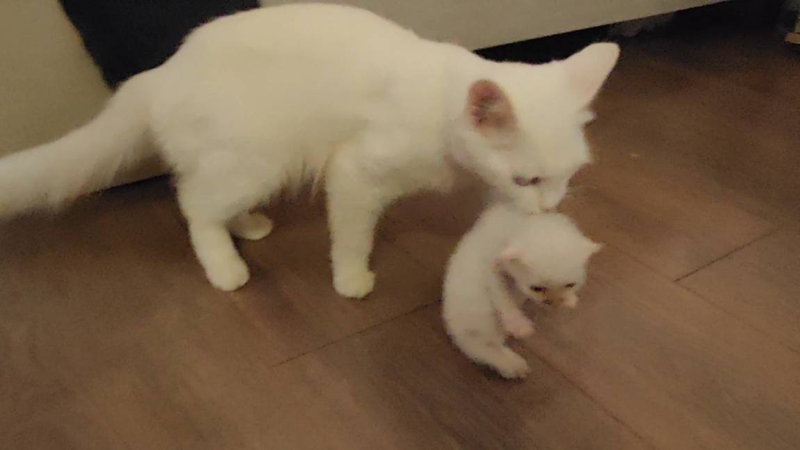 Кошка-мать относит новорожденного котенка обратно на старое место 3 смотреть онлайн