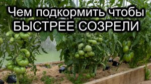 Чем подкормить томаты для быстрого созревания
