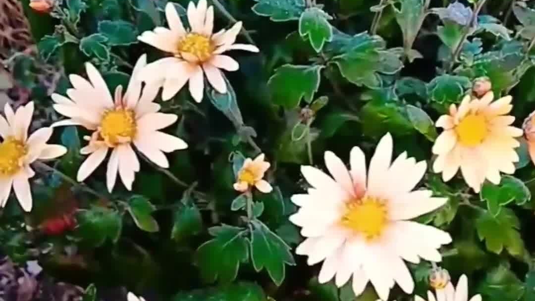 Е. Евтушенко. читает, Леонид Юдин. из архива Стоит повторить смотреть онлайн