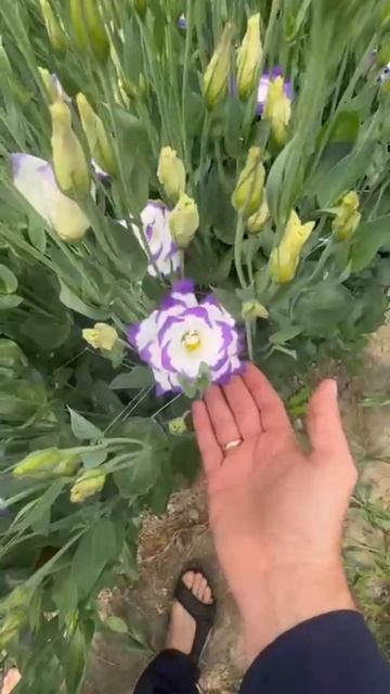 Эустома от производителя