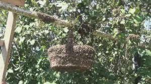 Рой. Как я лоханулся с ним.