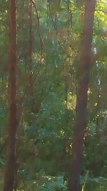 Солнышко лесное смотреть онлайн