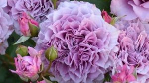 Colin Craven -голубая звезда Надежды!