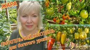 ЖАРА в теплице. ПОДКОРМКА томатов и перцев. УРОЖАЙ ЗАВАЛИТ. Завязи не опадут