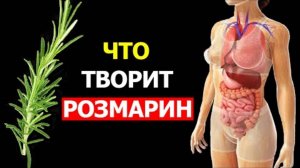Трава Розмарин -  польза для всего организма ✅🙏😇