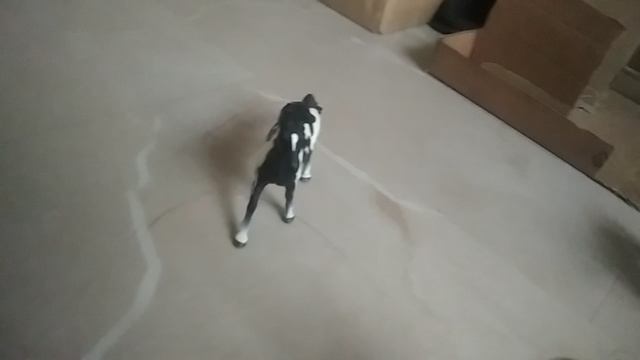 Тренировка коричневой