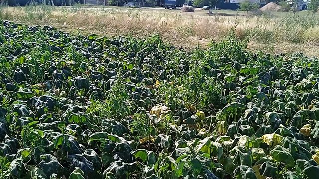 Капризы природы !