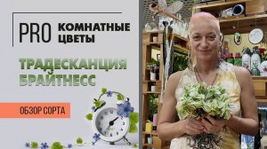 Традесканция Брайтнесс. Обзор сорта. Яркое красивое ампельное комнатное растение.