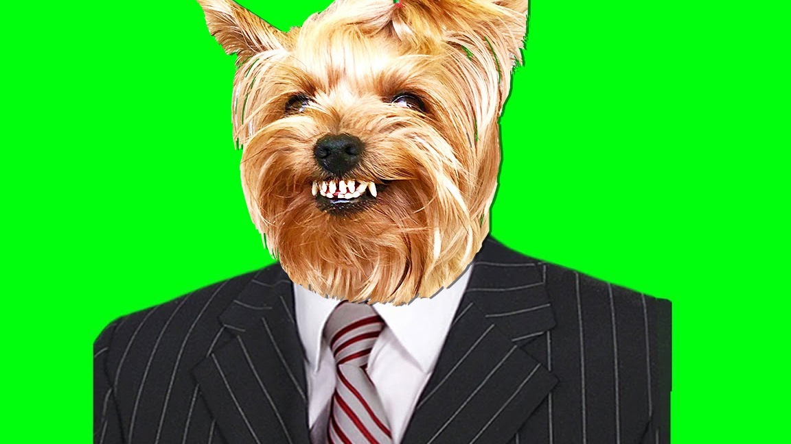 КОРОЧЕ ГОВОРЯ, ЗЛОЙ ПЁС - ПРЕЗИДЕНТ