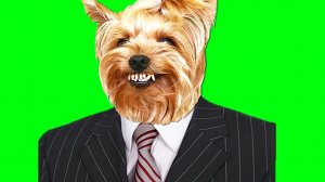 КОРОЧЕ ГОВОРЯ, ЗЛОЙ ПЁС - ПРЕЗИДЕНТ