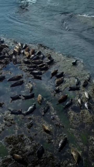 Лежбище котиков, Охотское море, о. Кунашир