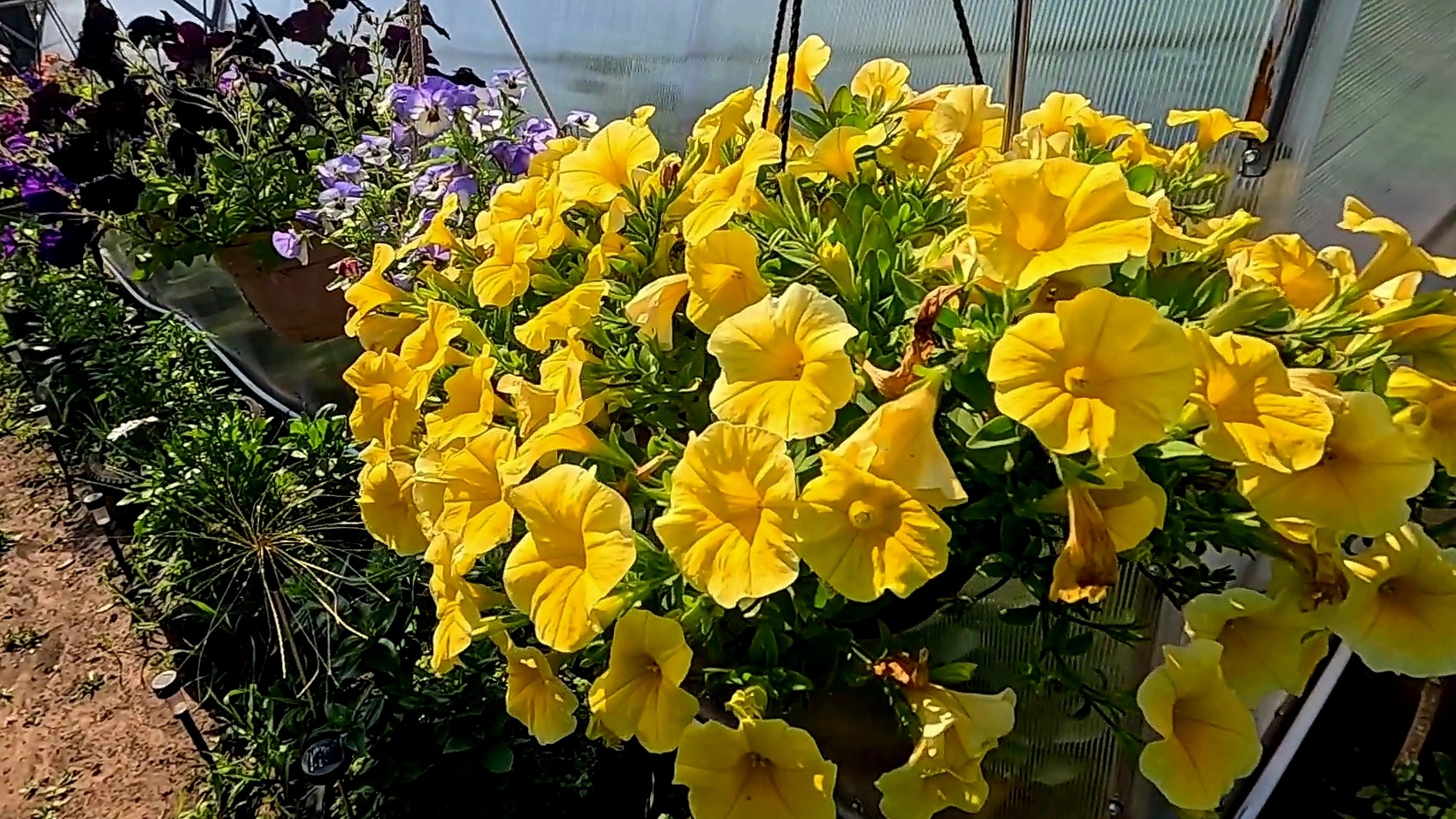 Чтобы ПЕТУНИИ цвели до самой осени обязательно СДЕЛАЙТЕ ЭТО!! смотреть онлайн