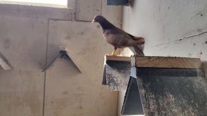 Обо всём понемногу .petal_20250710_092744.mp4