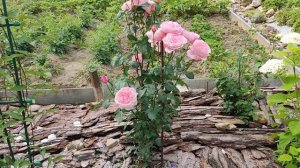 Розы. Грандифлора Квин Элизабет