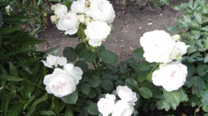 Цветение розы флорибунды "Герцогиня Кристиана " у нас в саду