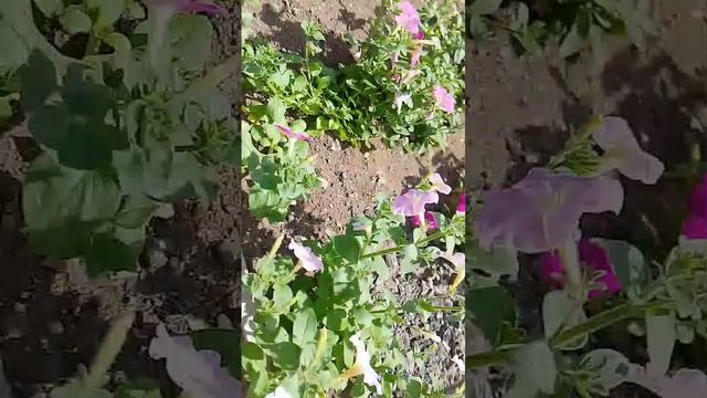 кривизьяна 1 серия смотреть онлайн