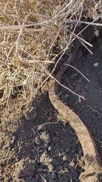 Металлические кривой