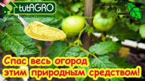 НАТУРАЛЬНАЯ ОБРАБОТКА ОТ ФИТОФТОРЫ и ПЕРОНОСПОРОЗА:без кефира и йода! Даже белокрылка улетает прочь.