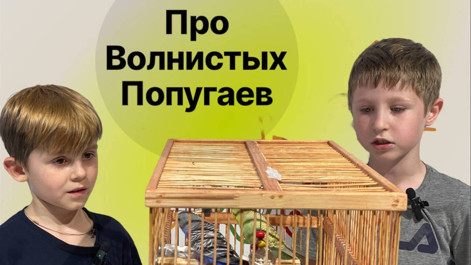 Попугаи волнистые Груша и Кеша