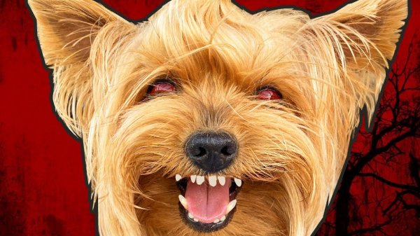 ЗЛОЙ ПЁС стал СУПЕР ЗЛЫМ